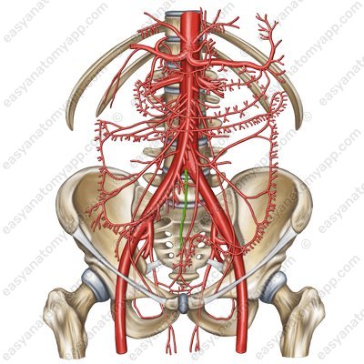Median sacral artery (a. sacralis mediana)